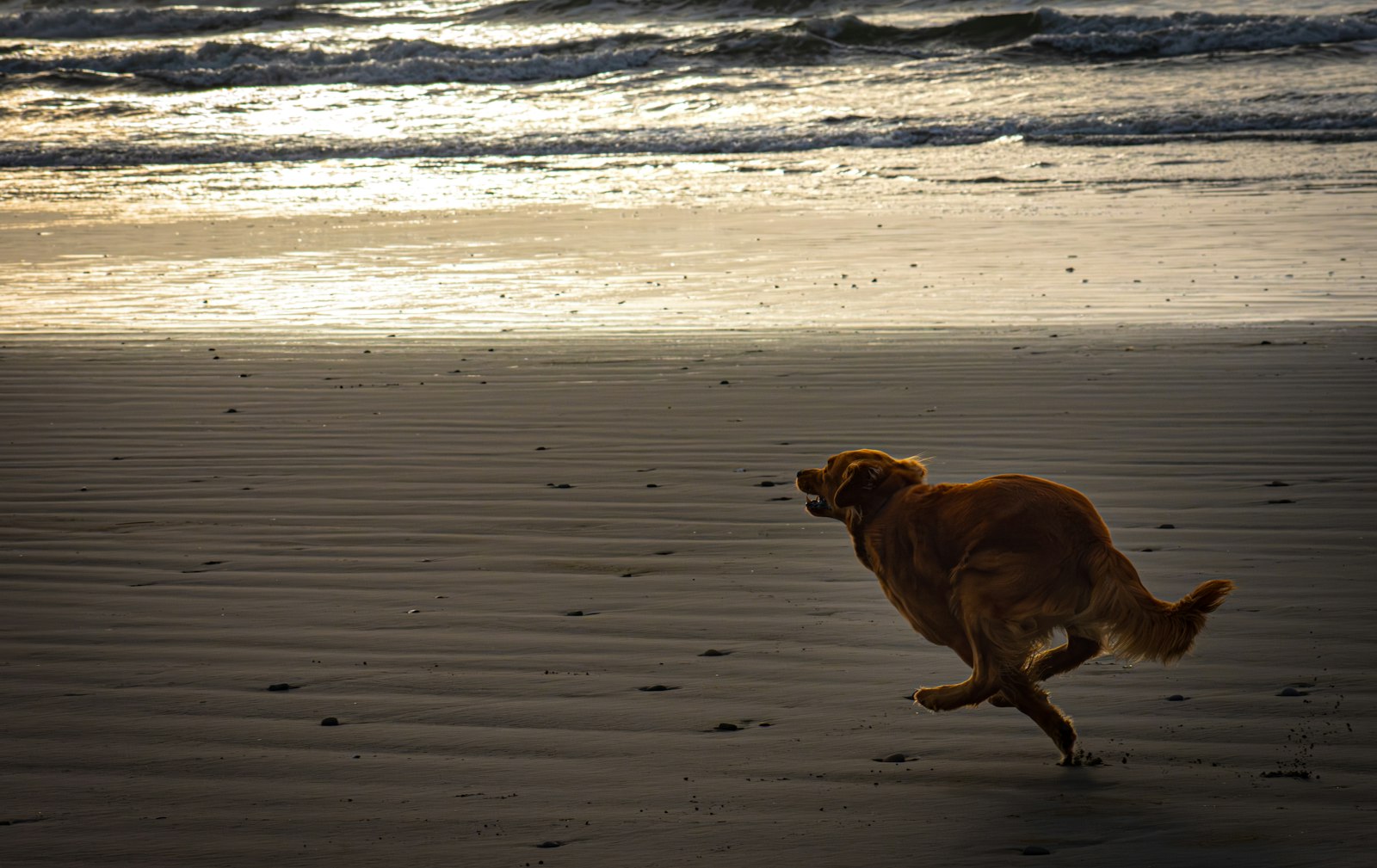 Dog Grooming in Santa Cruz: A Coastal Care Routine That Fits Real Dog Life
