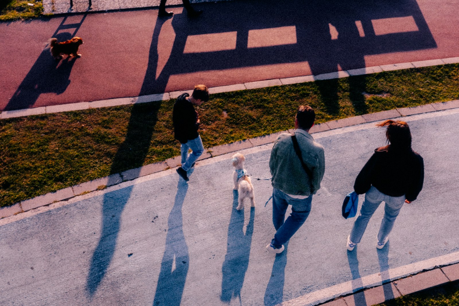 Dog Grooming in Santa Cruz: How to Choose the Right Groomer for Your Dog